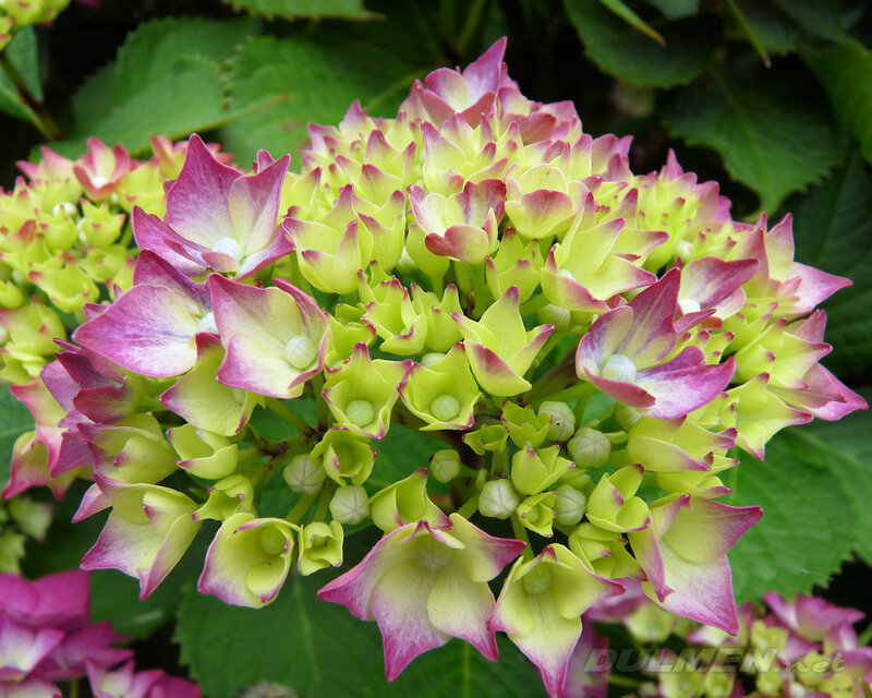 Hydrangea Flower Cluster — Green