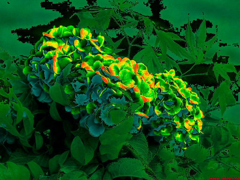 Hydrangea Flower Cluster — Green, Vibrant