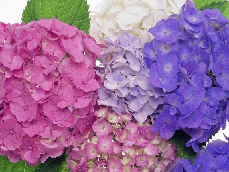 Hydrangea Flower Cluster — Pink, Calm, Photograph