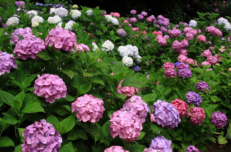 Hydrangea Flower Cluster — Pink, Calm, Summer, Photograph