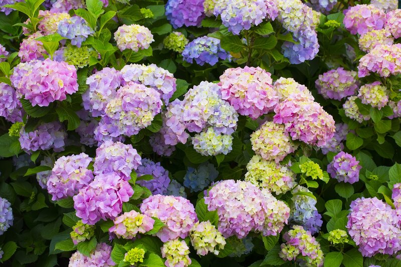 Hydrangea Flower Cluster — Pink, Calm, Summer