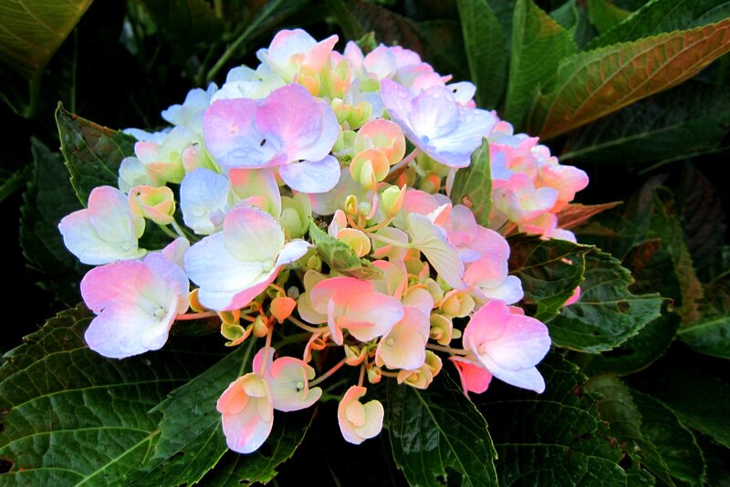 Hydrangea Flower Cluster — Pink, Calm