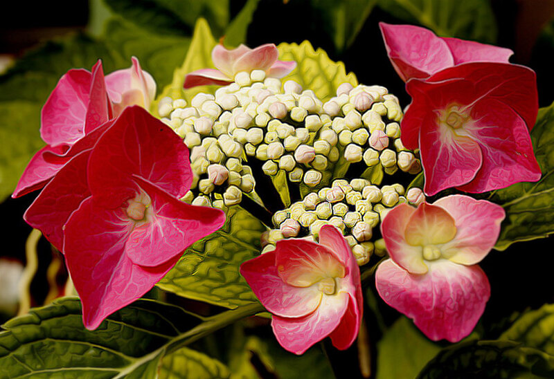 Hydrangea Flower Cluster — Pink
