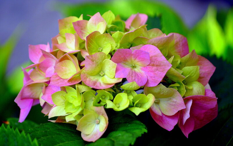 Hydrangea Flower Cluster — Pink, Vibrant, Photograph