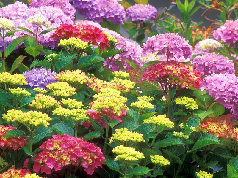 Hydrangea Flower Cluster — Pink, Vibrant, Summer