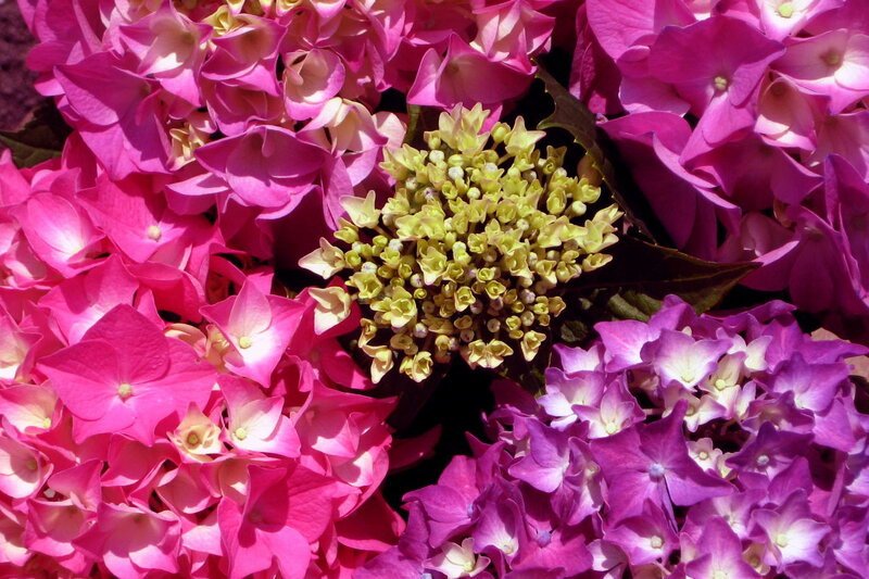 Hydrangea Flower Cluster — Pink, Vibrant