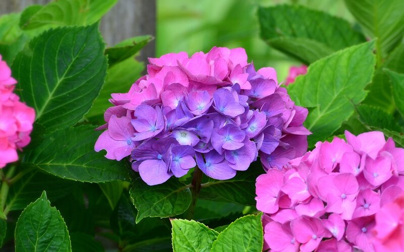 Hydrangea Flower Cluster — Purple, Calm, Summer
