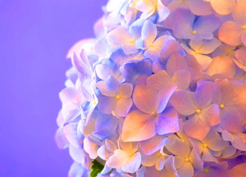 Hydrangea Flower Cluster — Purple, Calm