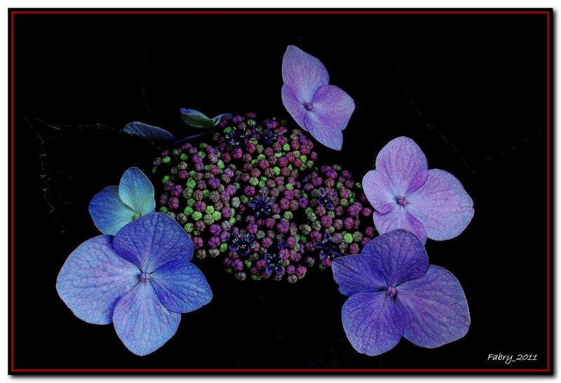Hydrangea Flower Cluster — Purple, Dramatic