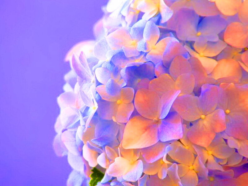 Hydrangea Flower Cluster — Purple, Dreamy