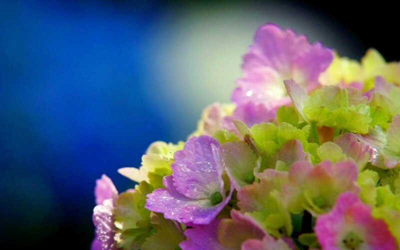 Hydrangea Flower Cluster — Purple, Serene, Photograph