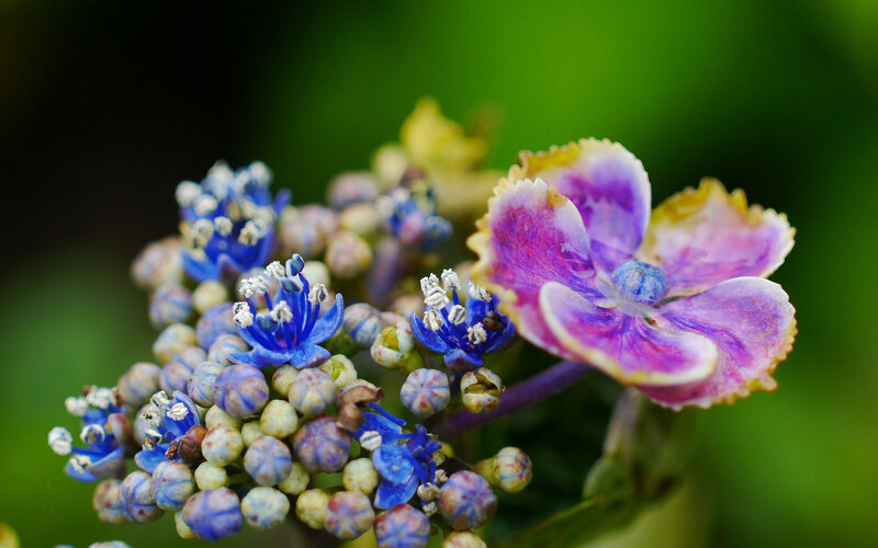 Hydrangea Flower Cluster — Purple, Serene, Summer