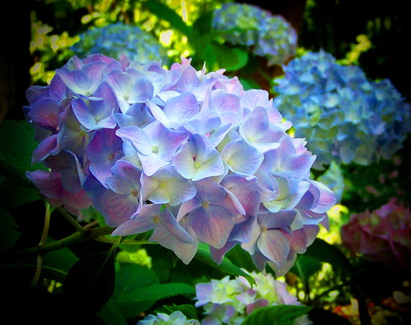 Hydrangea Flower Cluster — Purple, Serene