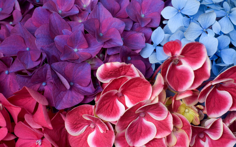 Hydrangea Flower Cluster — Purple