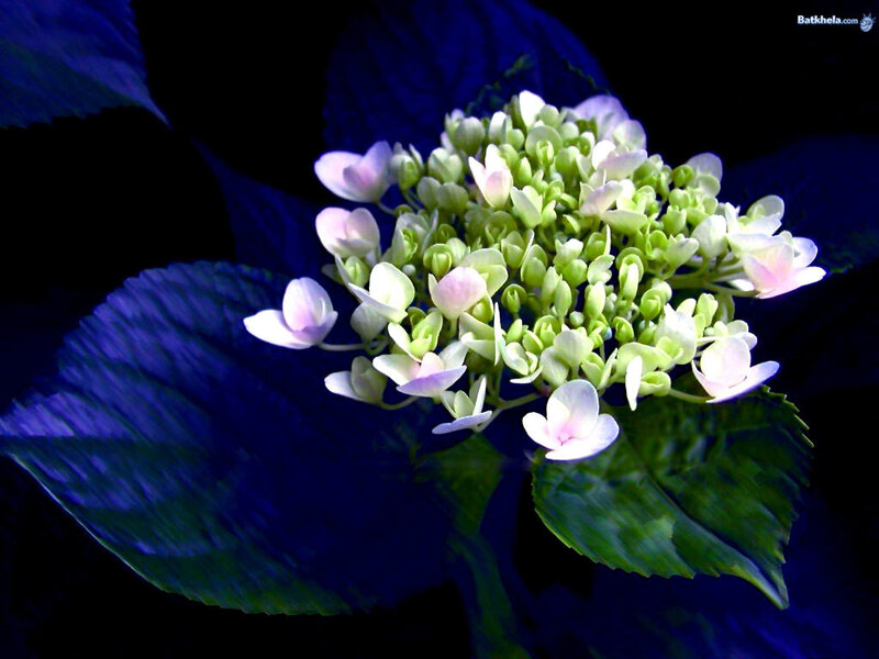 Hydrangea Flower Cluster