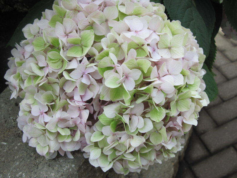 Hydrangea Flower Cluster — White