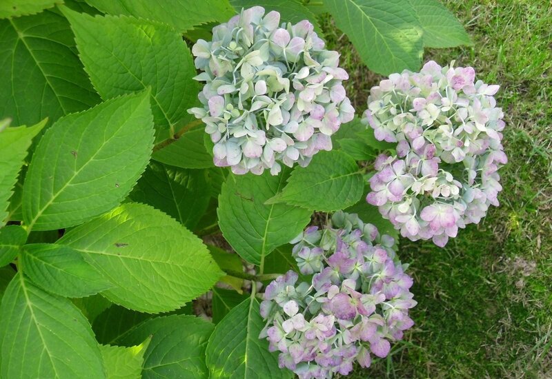 Hydrangea Flower Clusters — Green