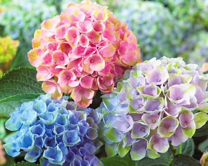 Hydrangea Flower Clusters — Pink, Serene