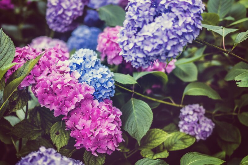 Hydrangea Flower Clusters — Purple, Calm