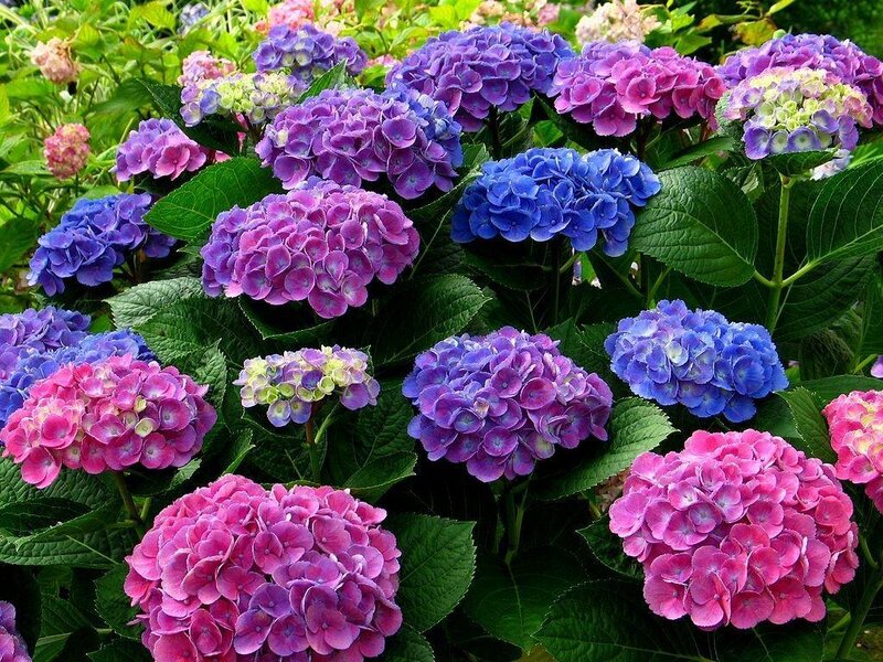 Hydrangea Flower Clusters — Purple