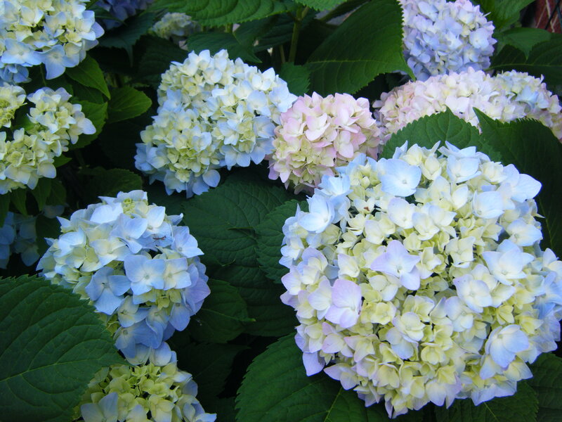 hydrangea flower clusters