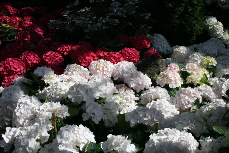 Hydrangea Flower Clusters — White