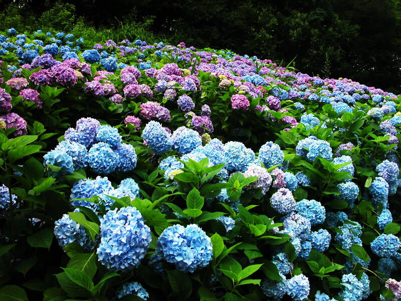 Hydrangea Flower Field — Blue, Serene