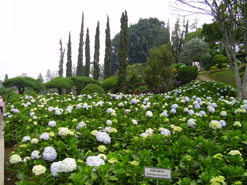 Hydrangea Flower Field — Green
