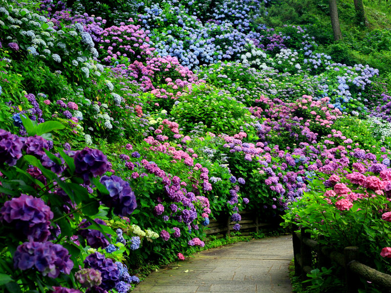Hydrangea Flower Garden — Purple