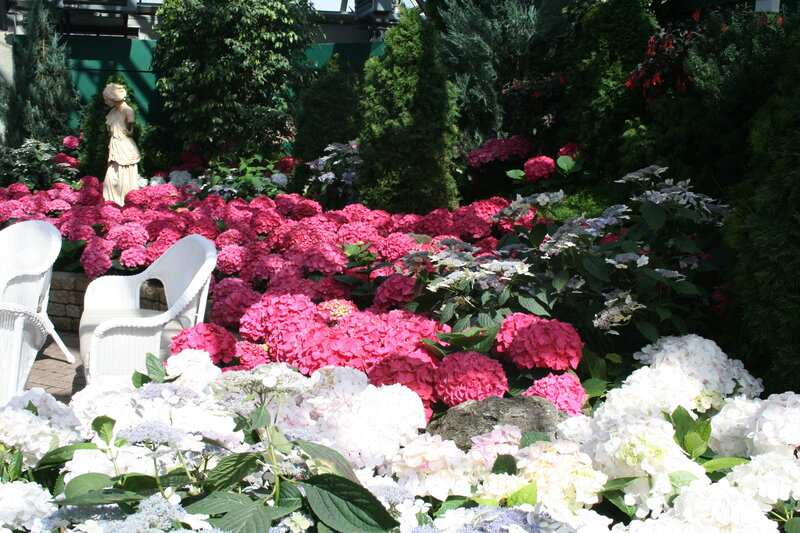 Hydrangea Flower Garden