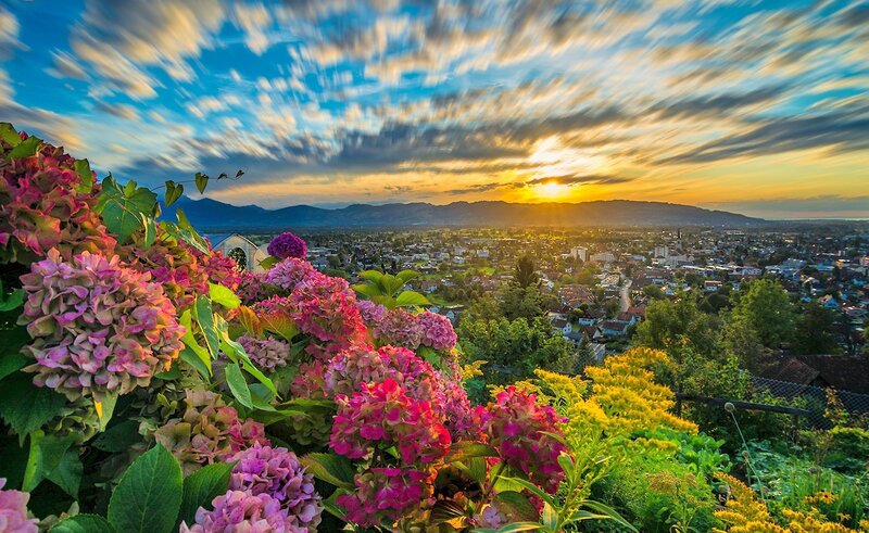 Hydrangea Flowers and City