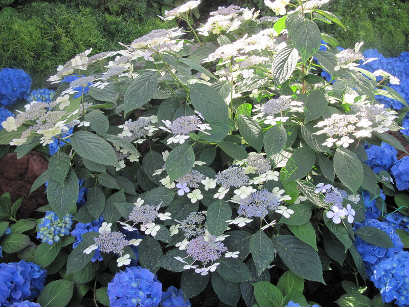 Hydrangea Flowers and Leaves — Blue