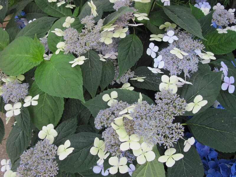Hydrangea Flowers and Leaves — Green