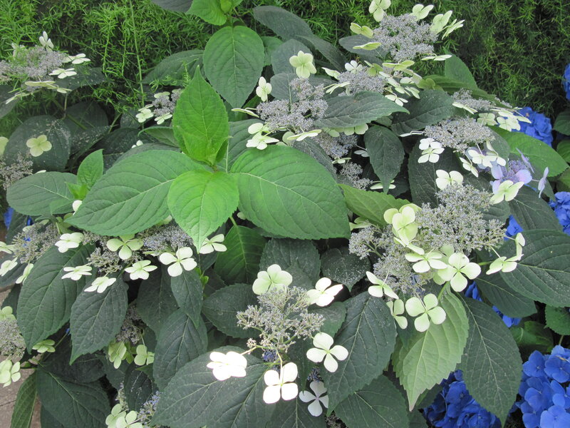Hydrangea Flowers and Leaves