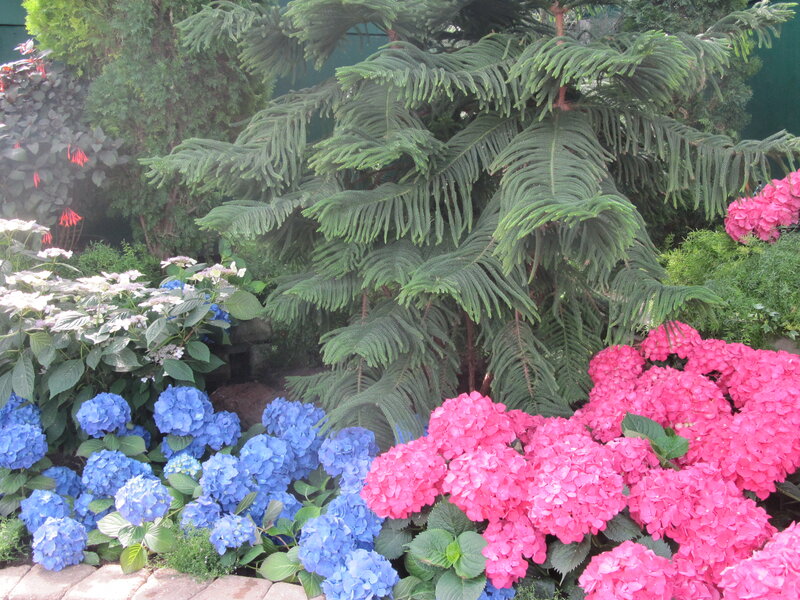 Hydrangea Flowers and Tree