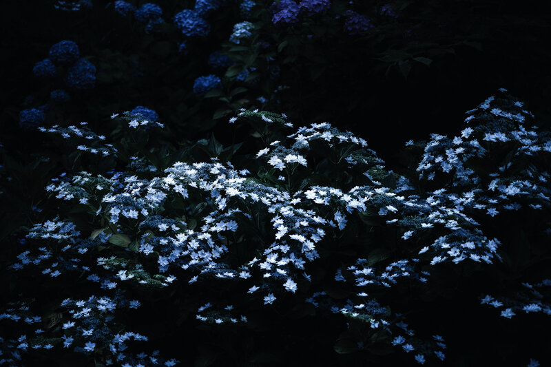 Hydrangea Flowers at Night — Blue