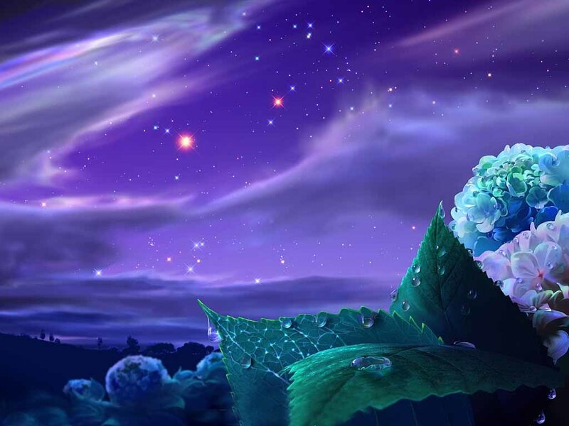 Hydrangea Flowers at Night — Digital Art