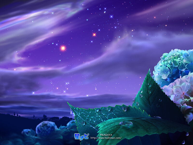 Hydrangea Flowers at Night — Purple, Serene