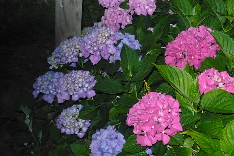 hydrangea flowers at night