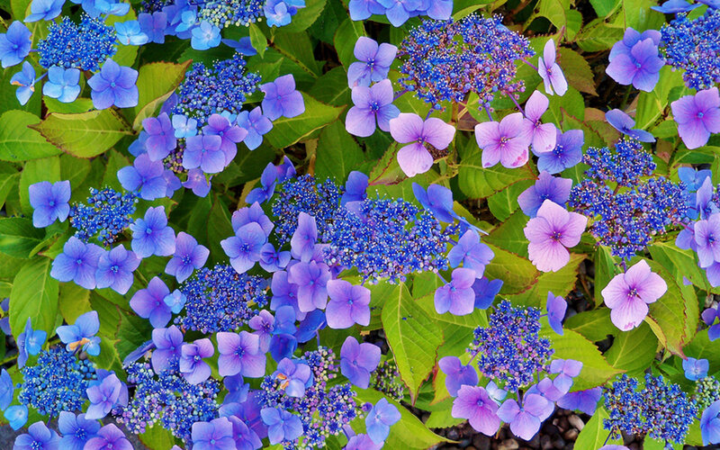 Hydrangea Flowers — Blue, Calm