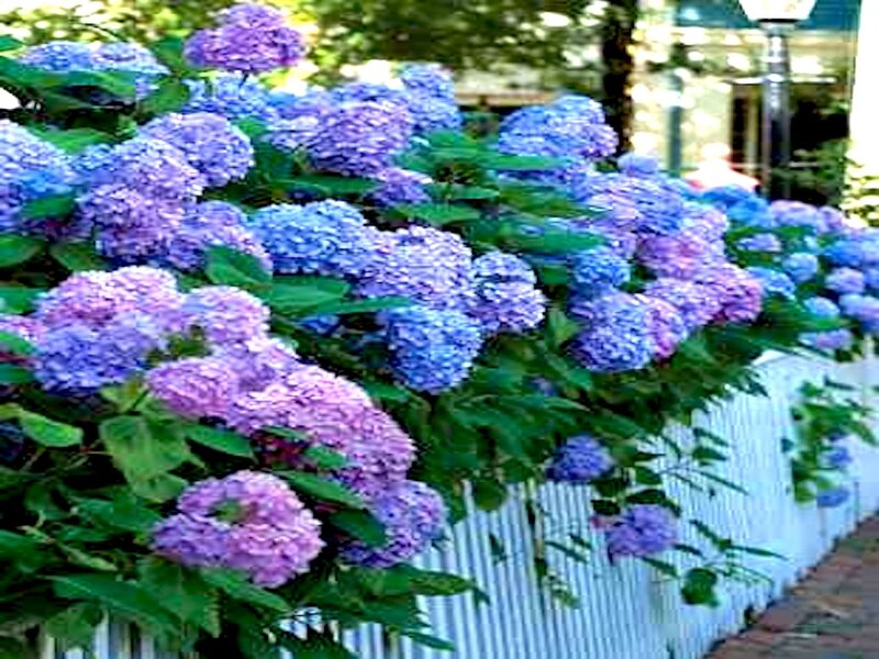 Hydrangea Flowers — Blue