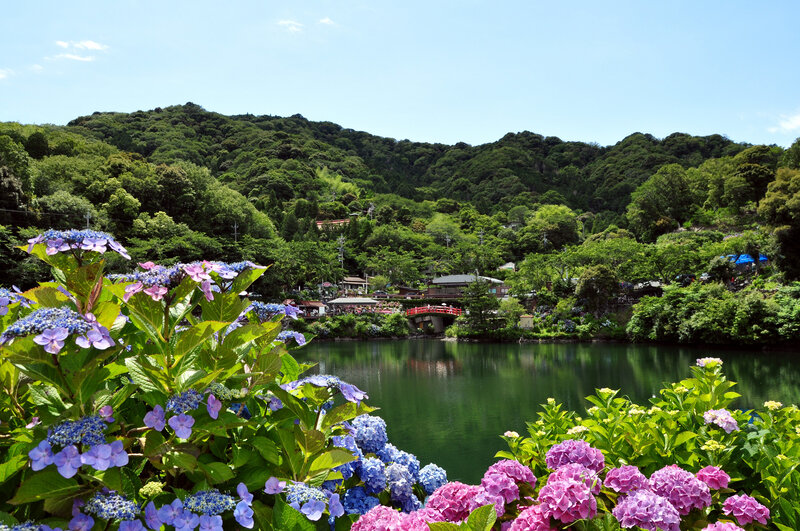 Hydrangea Flowers by Lake — Blue