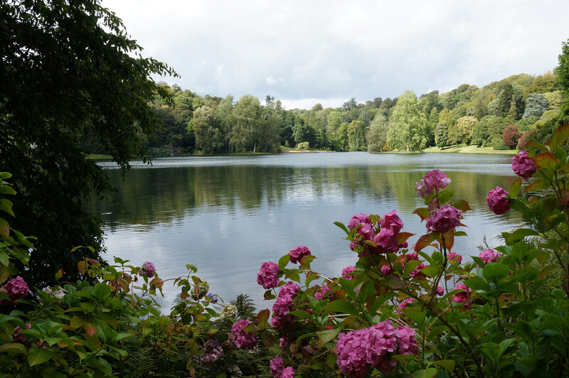 Hydrangea Flowers by Lake — Green