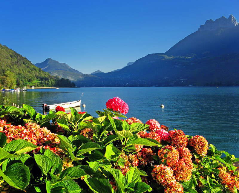 Hydrangea Flowers by Lake