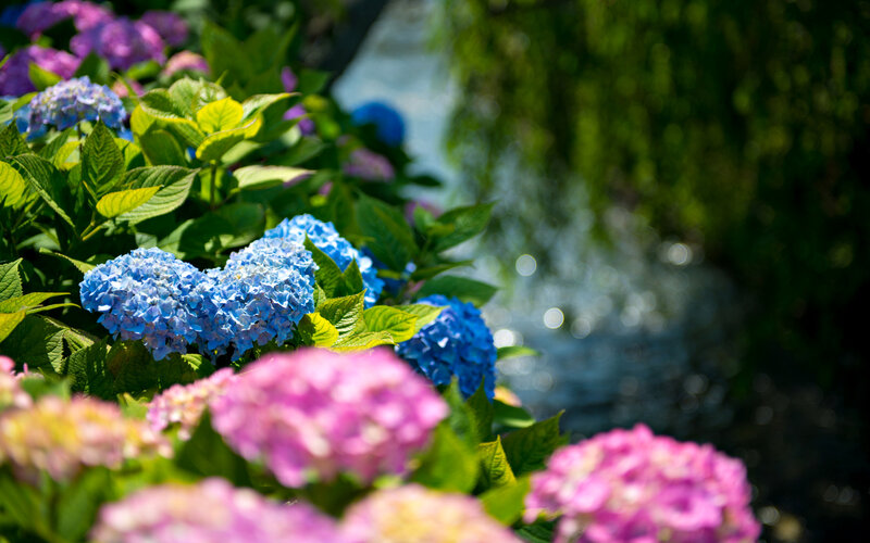 Hydrangea Flowers by Water