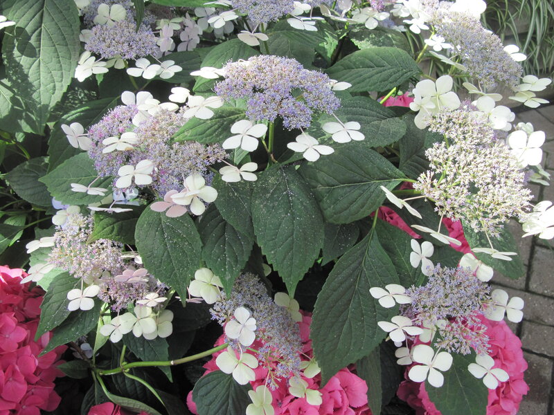 Hydrangea Flowers — Green, Calm, Afternoon