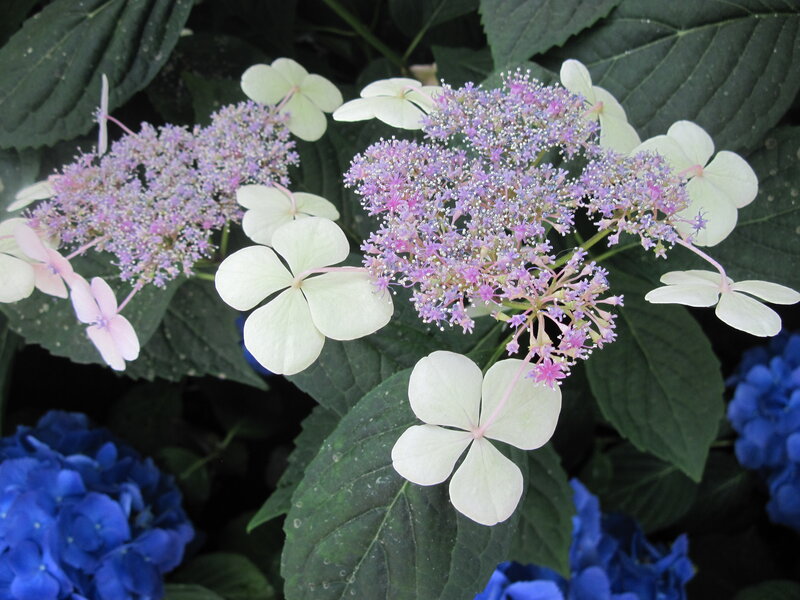 Hydrangea Flowers — Green, Calm, Summer