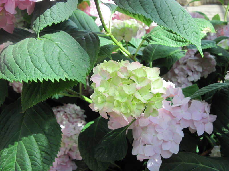 Hydrangea Flowers — Green, Calm