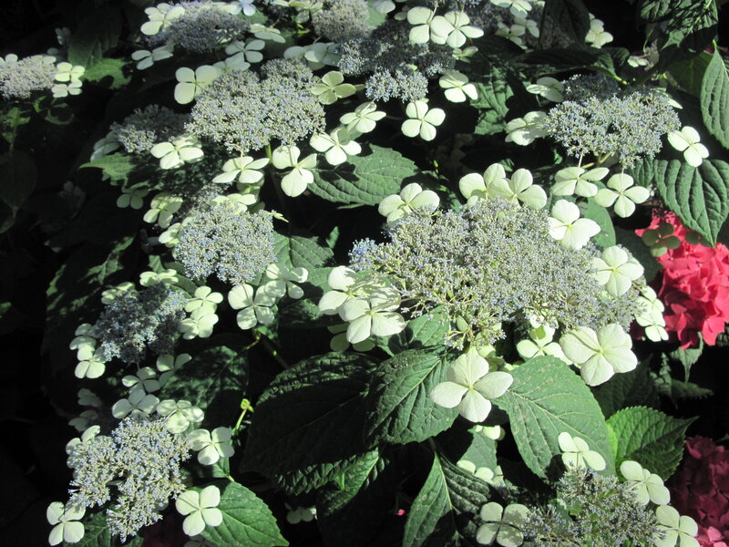 Hydrangea Flowers — Green