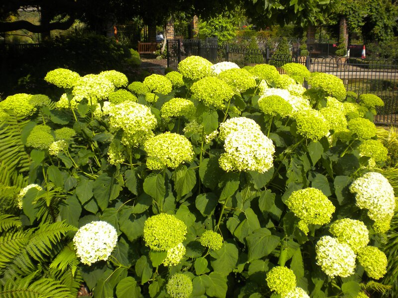 hydrangea flowers in a garden